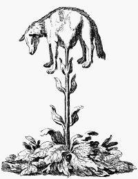 Vegetable Lamb of Tartary'